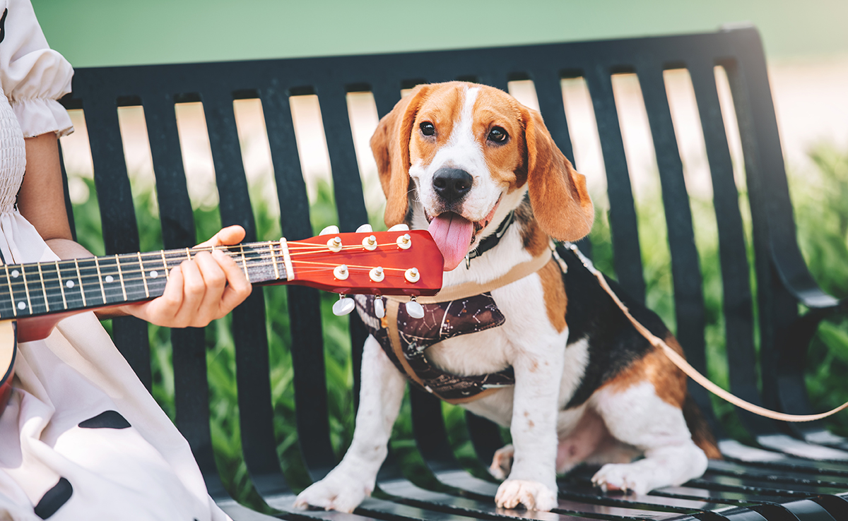 Les animaux aiment-ils la musique ?