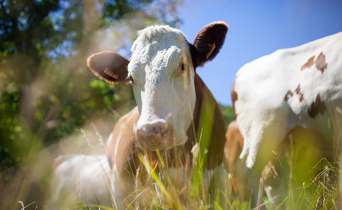 Top 11 des animaux qui pètent le plus !