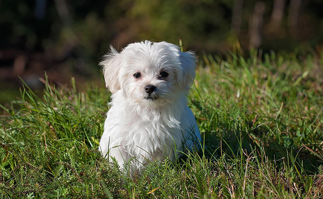 Top 10 des animaux préférés des Français