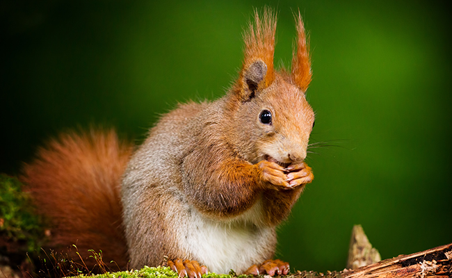 6 animaux qui font des stocks de nourriture pour l’hiver !