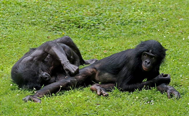 Les animaux peuvent-ils avoir des relations sexuelles pour le plaisir ?