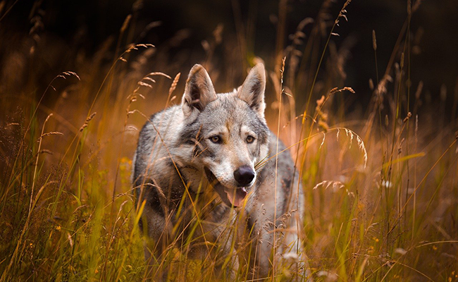 Tous les animaux domestiques ont-ils un jour été sauvages ?