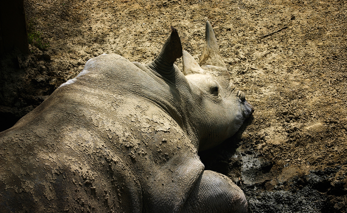 Comment font les animaux sauvages pour se soigner ?