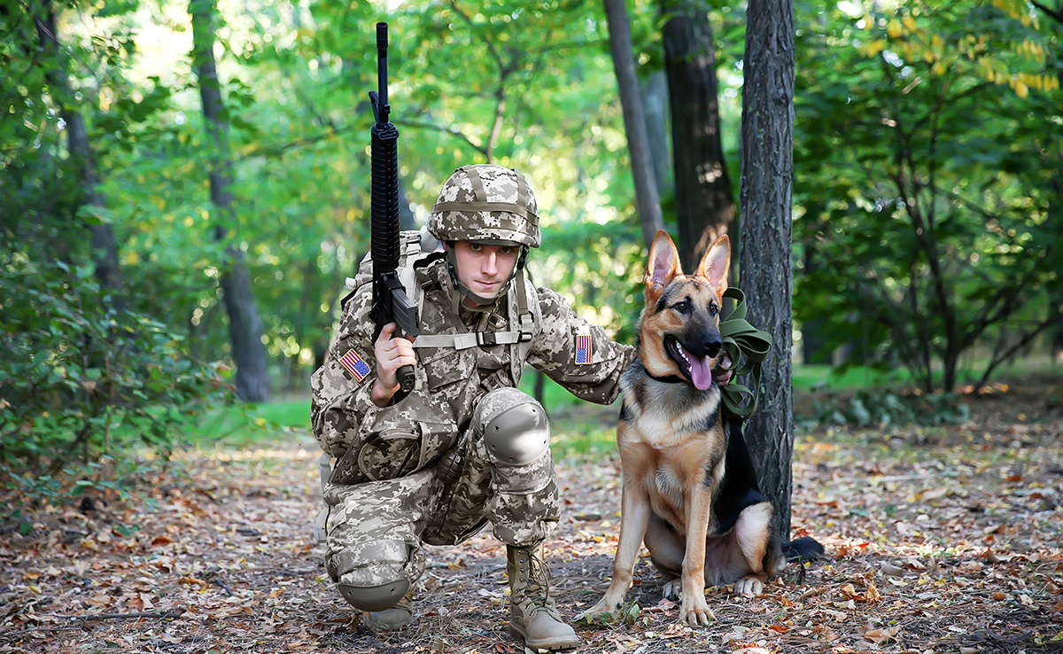 Les animaux soldats, une longue histoire de guerres...