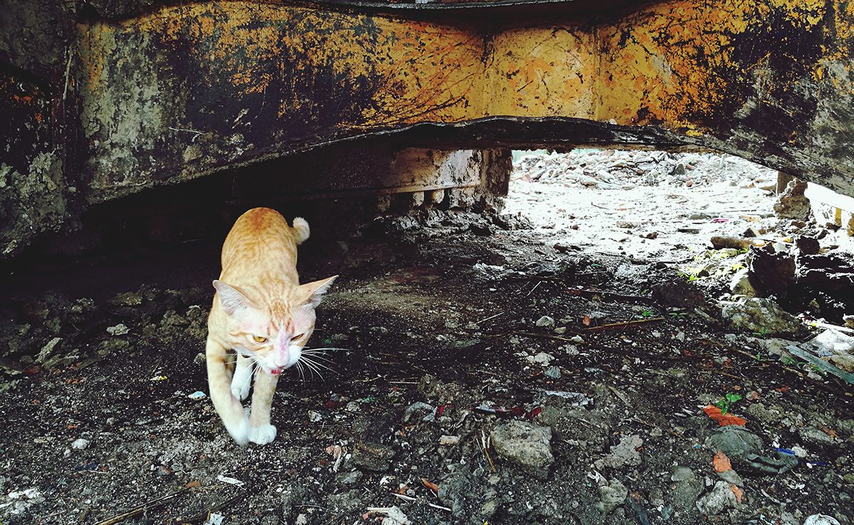 Que sont devenus les animaux de Tchernobyl ?