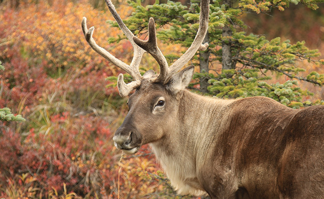 Top 10 des animaux qui vivent dans la toundra !