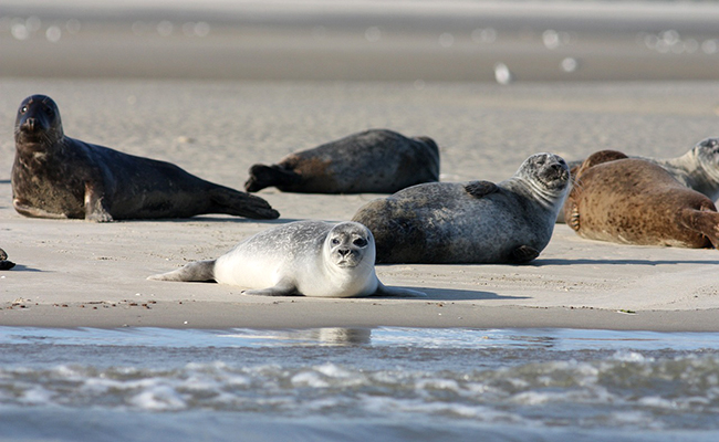 Top 10 des animaux qui vivent à la plage