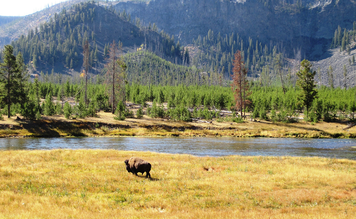 Quelle faune sauvage peut-on observer dans le parc national de Yellowstone ?