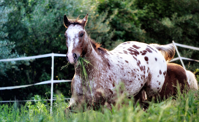 L’Appaloosa : tout savoir sur cette race de cheval