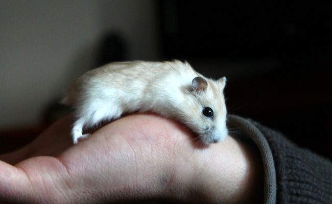 Comment apprivoiser son hamster ?