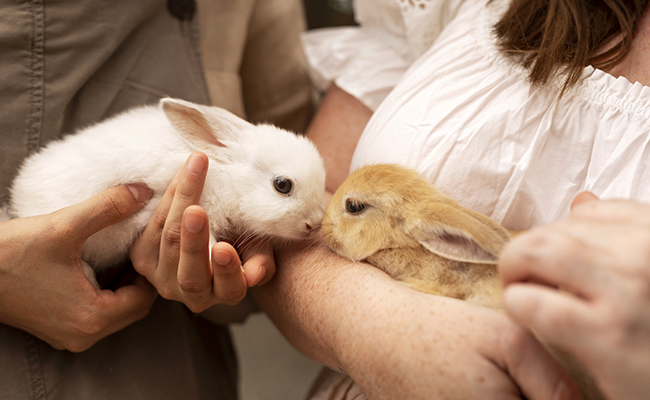 Comment apprivoiser son lapin ?