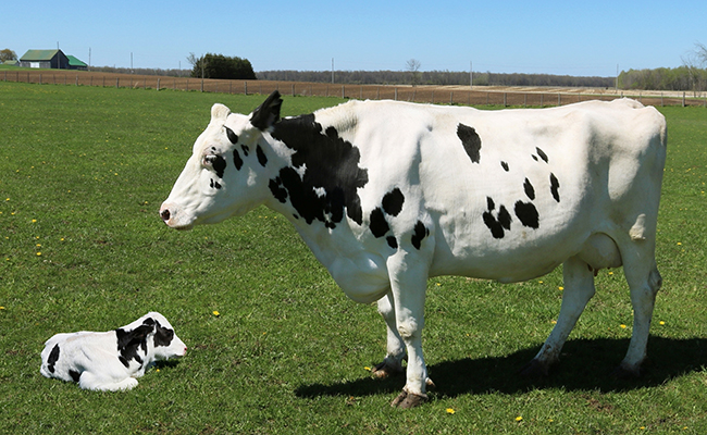 Comment apprivoiser une vache ?