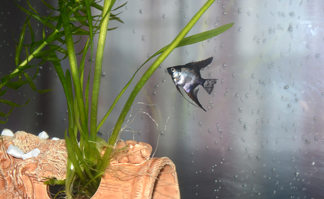 Comment gérer son aquarium et ses poissons pendant les vacances ?