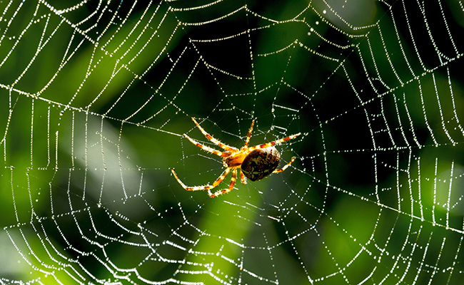 Les araignées sont des insectes : vrai ou faux ?