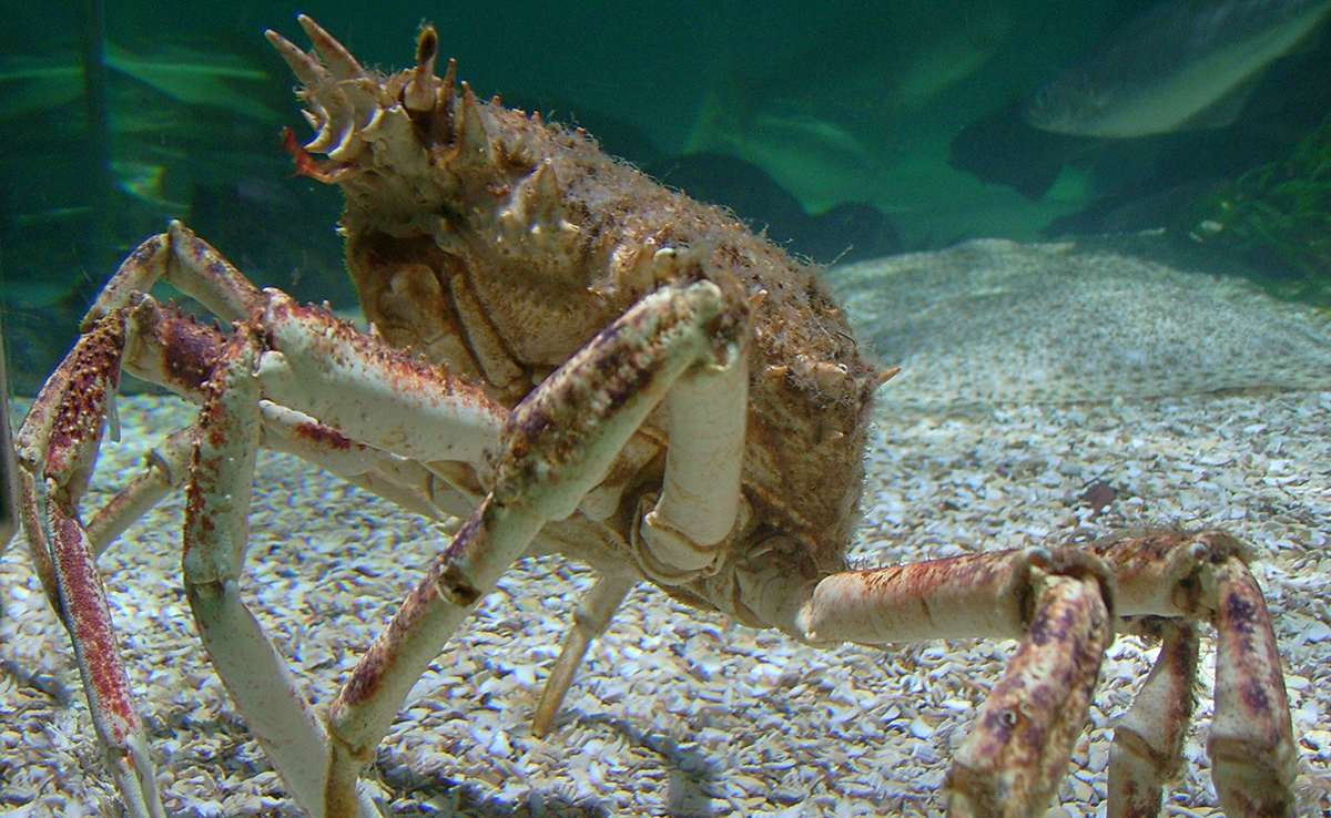 Araignée de mer : qui est ce crabe ? Comment vit-il ?