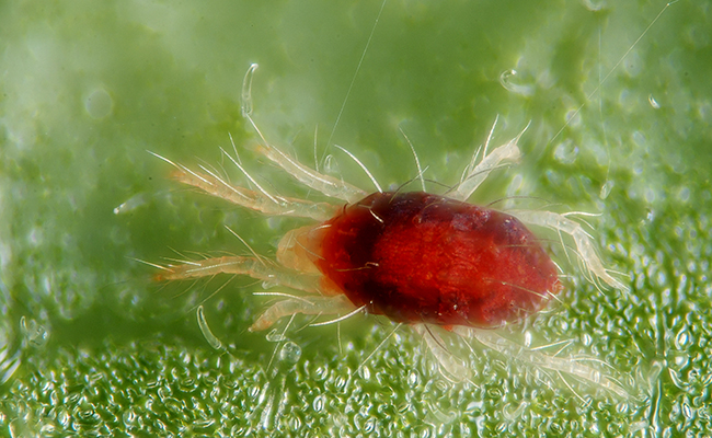 Araignée rouge, qui sont-elles ? Comment lutter ?