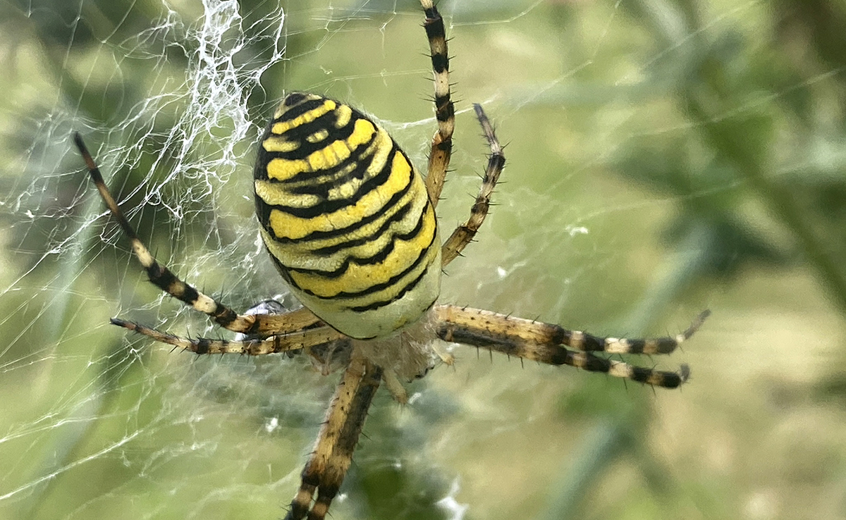 Argiope frelon, araignée rayée jaune et noire