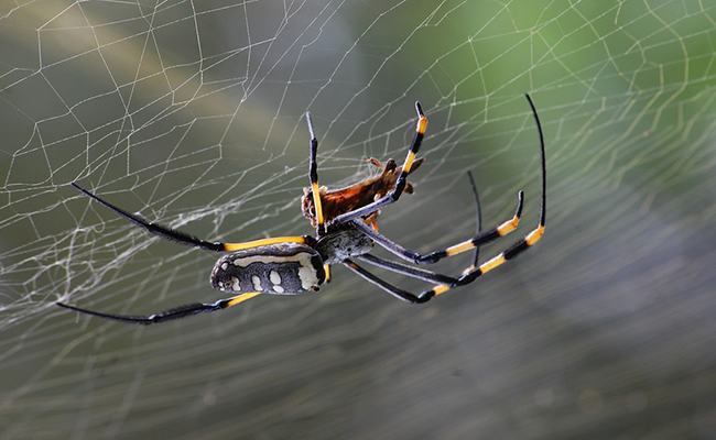 Les arthropodes : quelles caractéristiques de cette famille d'animaux ?