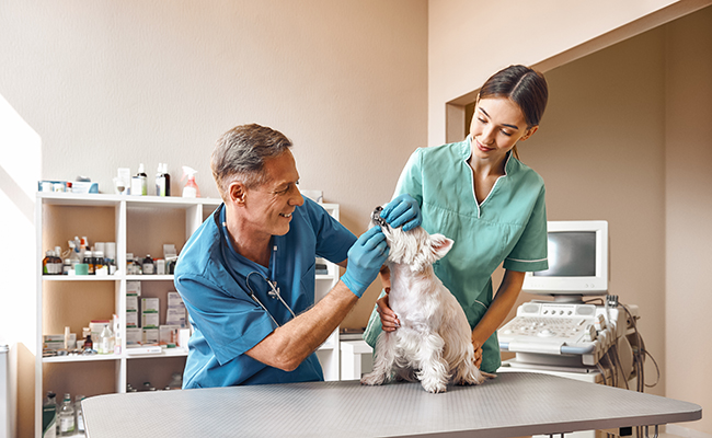 Comment devenir assistant vétérinaire ?