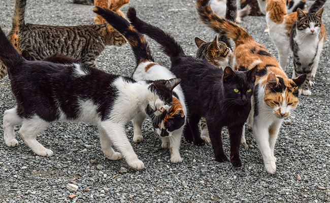 Bénévolat dans une association d'aide aux animaux : quel engagement ?