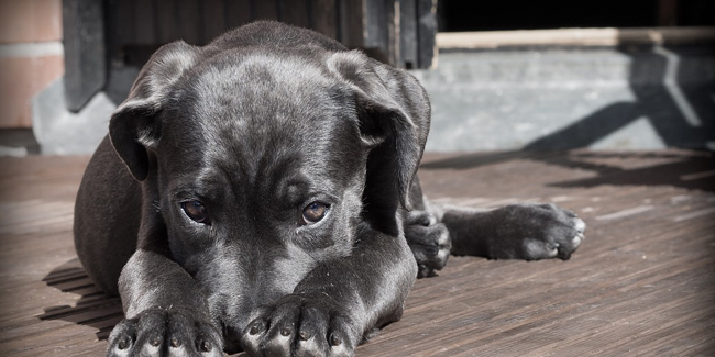 Choisir une assurance animaux sans délai de carence ni franchise : quels avantages ?