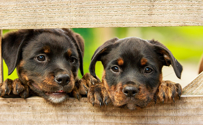 Assurance animaux (chien, chat, NAC) la moins chère en 2024