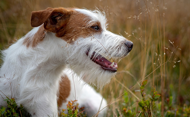 Assurance animaux (chien, chat, NAC) sans durée d'engagement