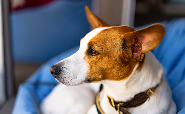 Assurance animaux (chien, chat, NAC) sans questionnaire de santé