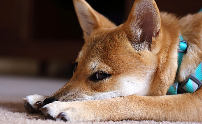 Assurance animaux haut de gamme : Quels avantages ? Quel coût ?