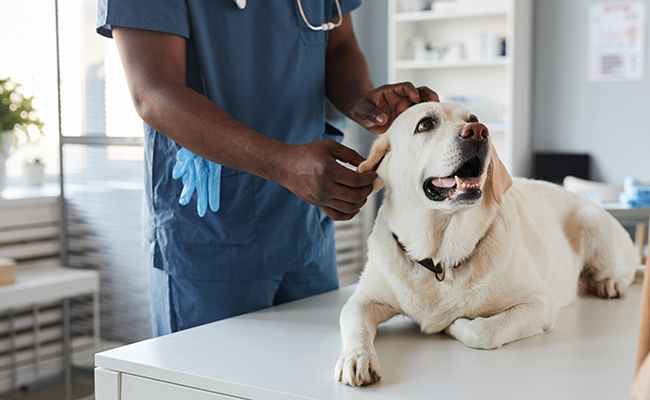 Assurance animaux de compagnie sans avance de frais (chien, chat, NAC)