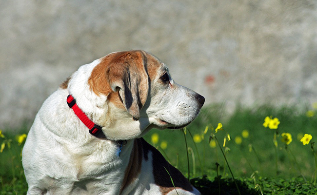 Assurance animaux (chien/chat) sans limite d'âge : est-ce possible ?