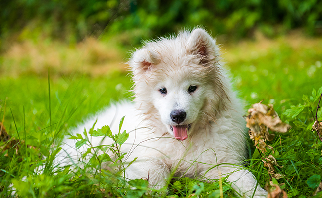 Assurance pour animaux, chien, chat, NAC, sans plafond annuel de remboursement