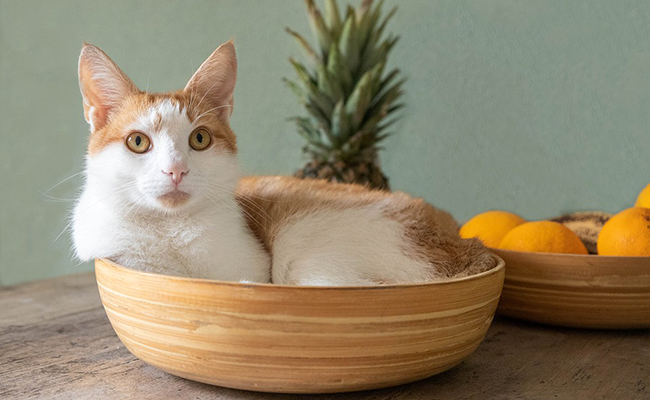 La stérilisation ou castration est-elle prise en charge par l'assurance animaux ?