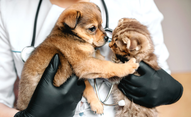 Les vaccinations sont-elles remboursées par l'assurance animaux ?