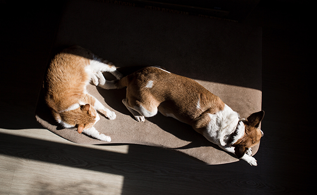 Peut-on assurer un animal de compagnie non identifié (chien ou chat) ?