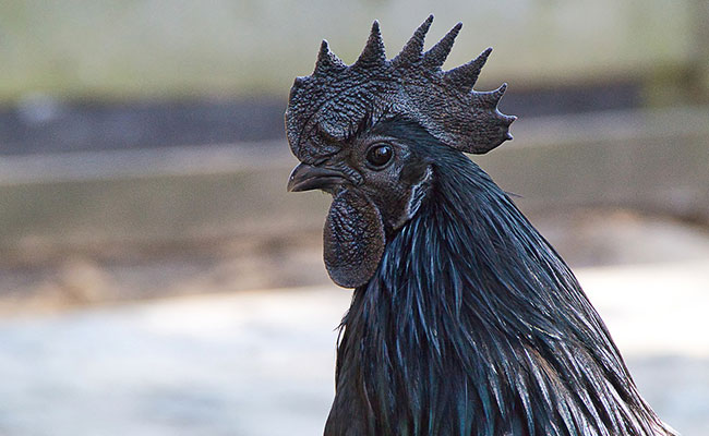 La poule Ayam Cemani, une poule noire des plumes aux yeux en passant par les entrailles