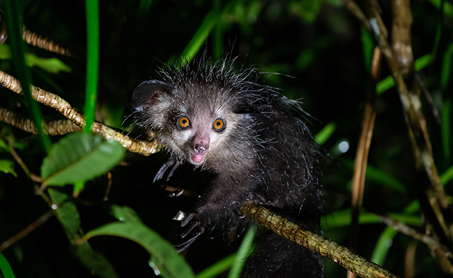 Aye-Aye, petit lémurien de Madagascar