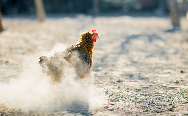 Bain de poussière chez la poule : pourquoi ce comportement ?