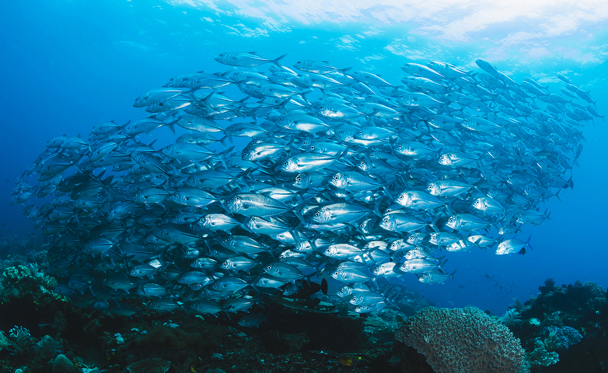 Banc de poissons : définition, caractéristique, quelle organisation ?