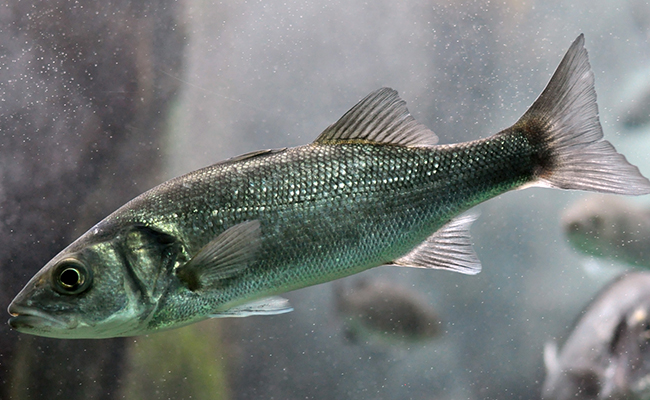 Le bar, star des poissons de nos assiettes