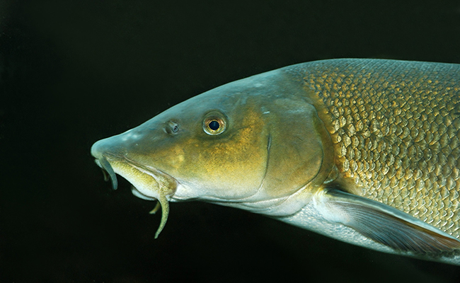 Barbeau commun : poisson d’eau douce à barbillons