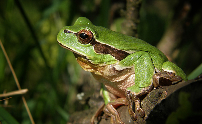 Quelles différences entre les amphibiens et les batraciens ?