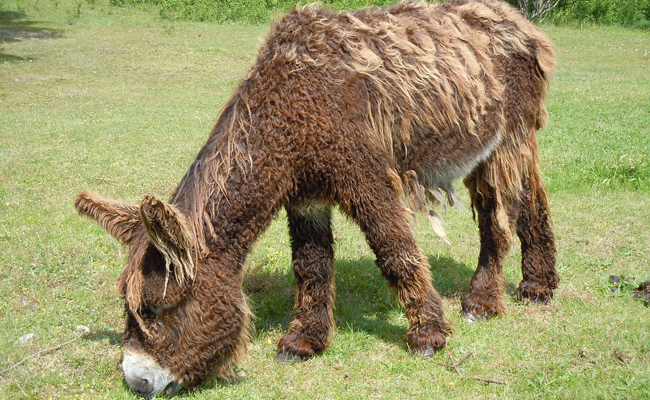 Baudet du Poitou