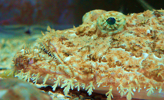 Baudroie commune (lotte), poisson marin à l’immense gueule