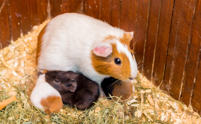 Bébé cochon d'Inde : comment en prendre soin ? Quand les séparer des parents ?