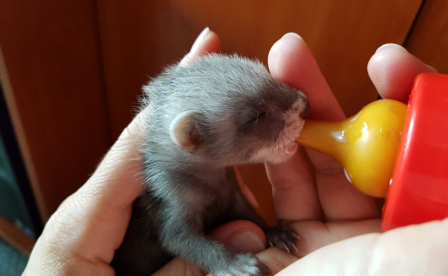 Bébé furet : comment en prendre soin ? Quand le séparer de ses parents ?