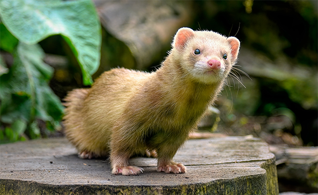 Quels sont les besoins en eau du furet ?