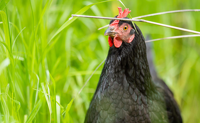 Bête comme une poule : l'expression est-elle justifiée ?