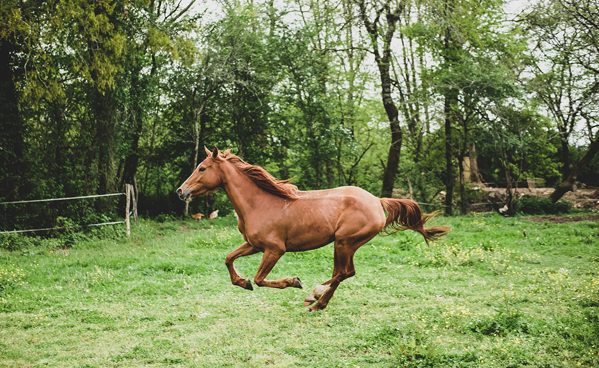 Qu'est-ce que le bien-être équin ? Quelles actions mises en place pour les chevaux ?