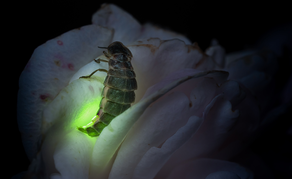 Bioluminescence : définition et applications dans notre monde moderne